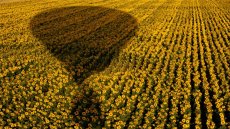 Camp de girasols esquivant l'ombra del globus