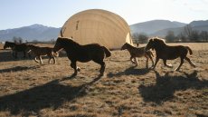 Cavalls i globus