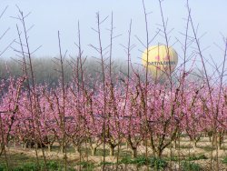 Vola per sobre les catifes de flors roses a Aitona