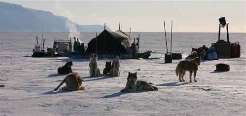 ARTIC CAMPAMENTO CON PERROS