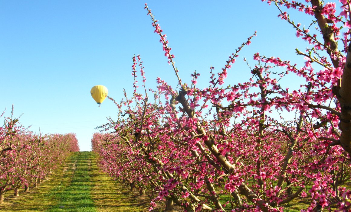 Vuelo en globo sobre frutales en flor en el Segrià