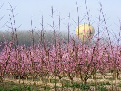 Sobrevuela los mantos de flores rosa en Aitona