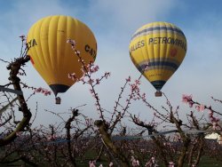 Descubre los campos floridos de Aitona desde el aire