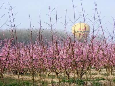 Camps florits d'Aitona