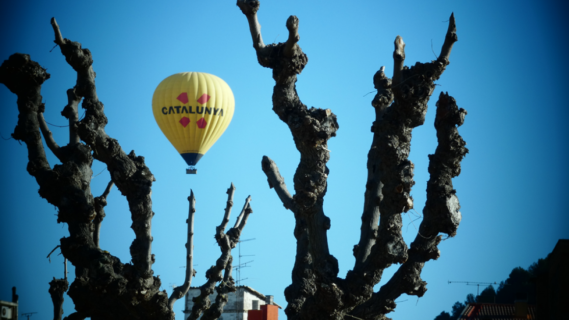 Viñas Pla de Bages