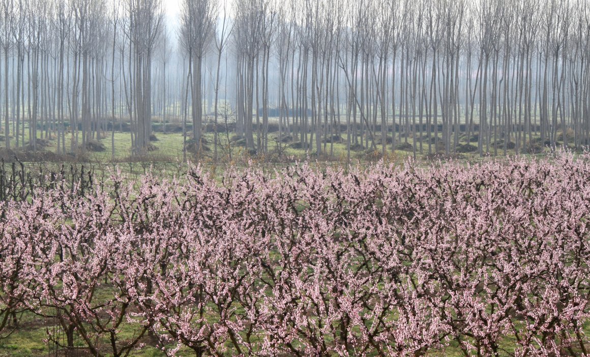Vol en globus sobre arbres florits al Segrià