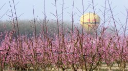 Sobrevuela los mantos de flores rosa en Aitona