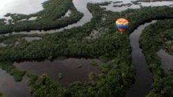 Turpial Amazonas