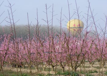 Vol en globus sobre arbres florits al Segrià