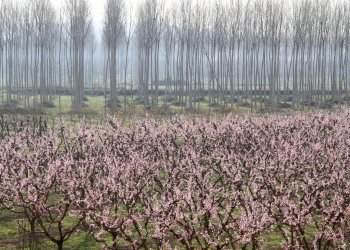 Vol en globus sobre arbres florits al Segrià