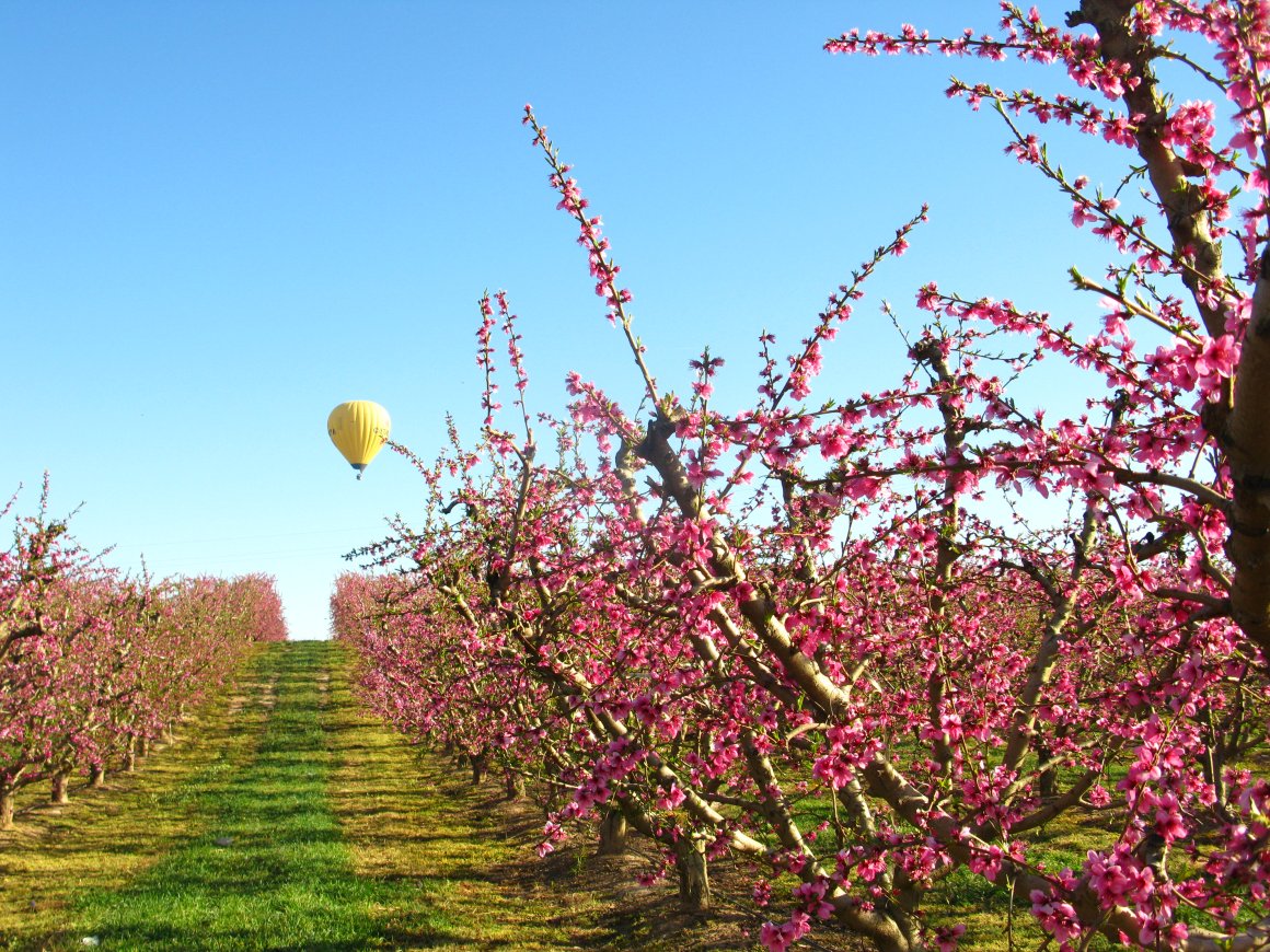 Vuelo en globo sobre frutales en flor en el Segrià