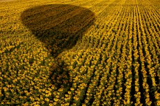 GIRASOLS