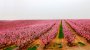 Balloon flight over fruit trees (1st to 27th march)